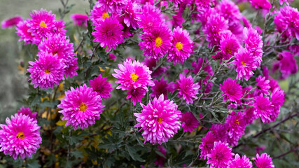 Obraz premium Pink chrysanthemums on the flowerbed. Autumn flowers