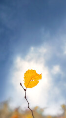 Obraz premium Lone yellow birch leaf on a background of cloudy sky. Autumn background