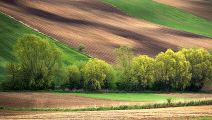 Fototapeta premium landscape with field