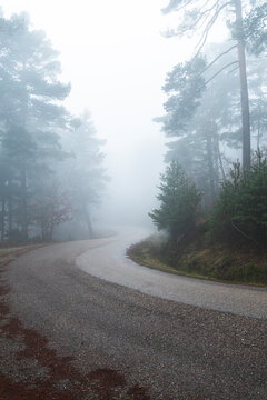Asphalt road in misty autumn forest
