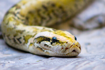 close up of a python