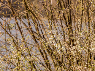Early flowers on trees at Pickmere Lake, Knustford, Cheshire, UK