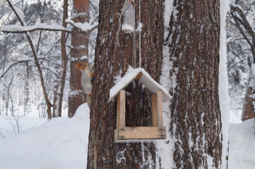 a tree with a wooden bird feeder in the center on the side of the tree a squirrel climbs up winter snow