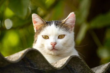 White spotted cat on the roof of the house among the green vegetation