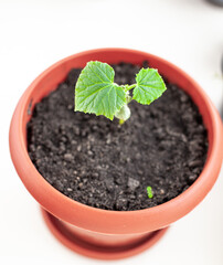 Seedlings of cucumbers and plants in flower pots near the window, a green leaf close-up. Growing food at home for an ecological and healthy lifestyle. Growing seedlings at home in the cold season