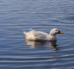 Domestic white duck living amongst mallard ducks on Pickmere Lake, Pickmere, Knutsford, Cheshire, UK