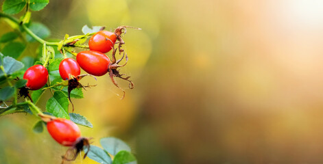 Dog rose fruits (Rosa canina) in nature. Red rose hips on bushes with blurred background. Copy space