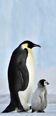 Naklejka na ściany i meble penguin in polar regions