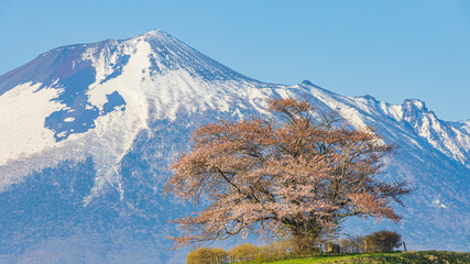 満開の為内の一本桜と岩手山