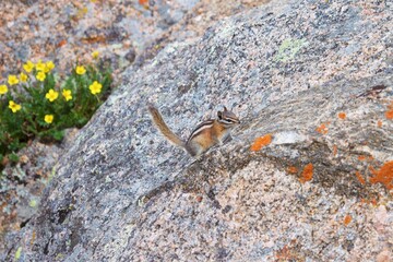 chipmunk on high alpine lichen speckled rock