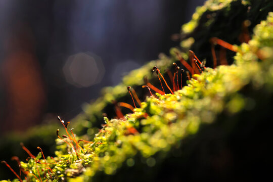 Moss and lichen in springtime forest