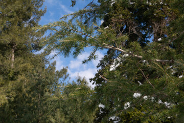 Blue sky along with green trees Mukeshpuri Pakistan