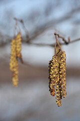 Naklejka premium Alnus catkins from grey alder (Alnus incana)