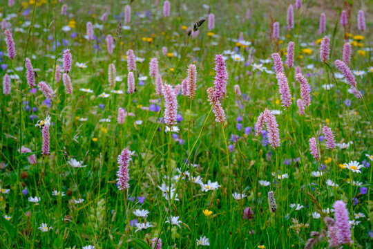 Snakeroots&not;&dagger;(Bistorta officinalis) blooming in alpine meadow