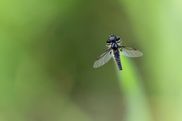 Mouche de mai Bibio posée ailes écartées sur un brin d'herbe