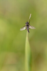 Mouche de mai Bibio posée ailes écartées sur un brin d'herbe