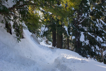 hiking track full of snow with long trees in Mukeshpuri Pakistan
