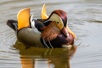pełen kolorów, ptaki polskich parków © piotr