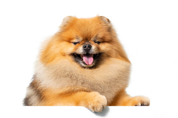 Obraz premium Portrait of a cheerful red spitz. Isolated on a white background.