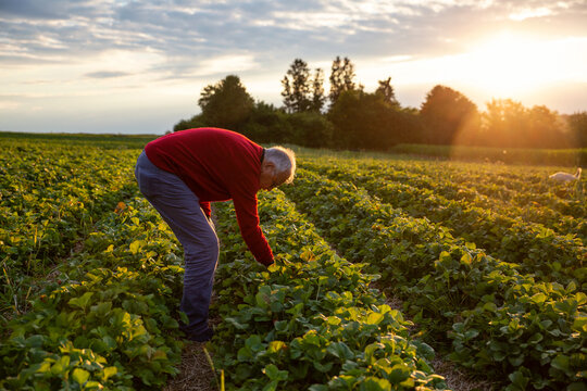 Senior man harvesting strawberries in field