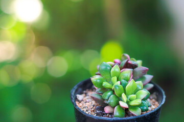 Anacampseros Rufescens is a colorful succulent plant.