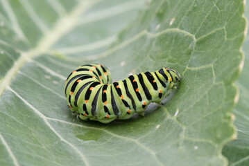 Caterpillar on leaf