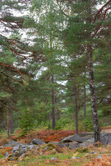 Ancient Stone Tombs Swedish Pine Forrest.