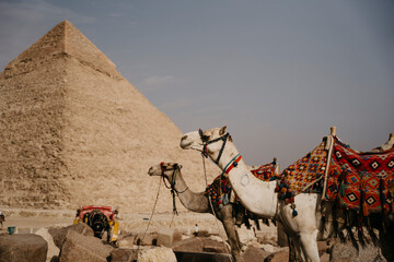 Egypt, Cairo, Two camels standing in front of Great Pyramid of Giza