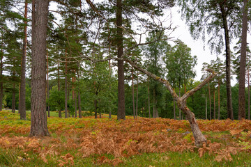 Obraz premium autumn in the forest
