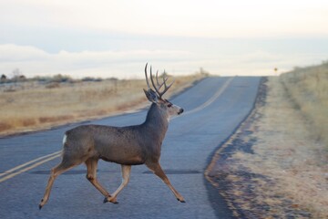 Mule deer buck crosses road