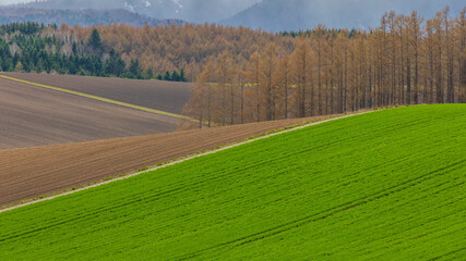 Obraz premium 美瑛 丘 春