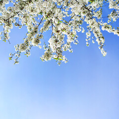 Spring flowers on fruit tree in garden, cherry blossom on blue sky background