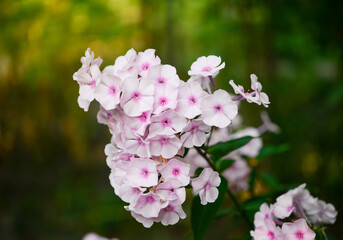 Garden phlox (Phlox paniculata), vivid summer flowers. Blooming branches of pink phlox in the garden on a sunny day. Soft blurred selective focus.