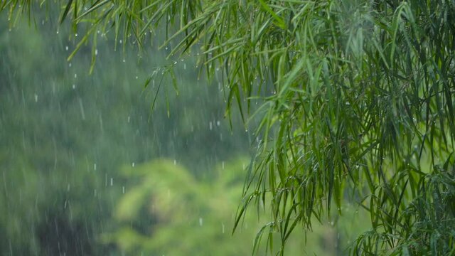 Long Shot of Torrential Rain Fall In a Tropical Forest