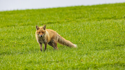 キタキツネ　正面より