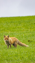 キタキツネ　草原　縦