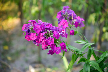 Garden phlox (Phlox paniculata), vivid summer flowers. Blooming branches of pink phlox in the garden on a sunny day. Soft blurred selective focus.