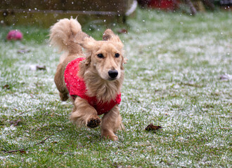 Long haired dachshund dog running in the snow