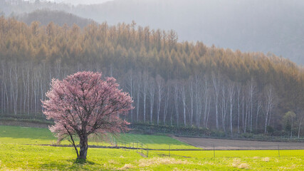上御料の一本桜　北海道の桜