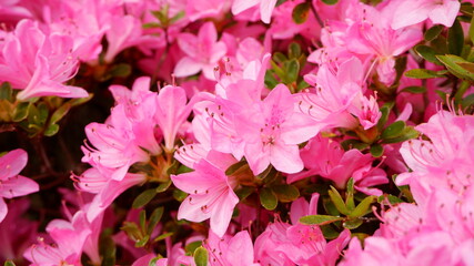 商用で使える可愛い花の写真