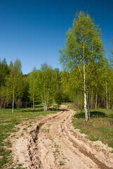 Spring landscape of the forest with edge and dirt road.