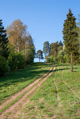 Spring landscape of the forest with edge and dirt road.