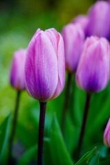  Beautiful, colorful and fragrant tulips -  soft focus