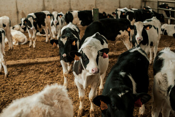 Calves with livestock tags in stable at stable
