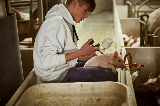 Teenage boy vaccinating piglet with syringe at pigpen