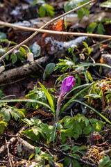 Crocus plant in all its beauty, close up	