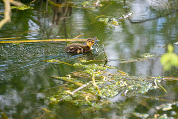 Duckling in river swimming in sunshine