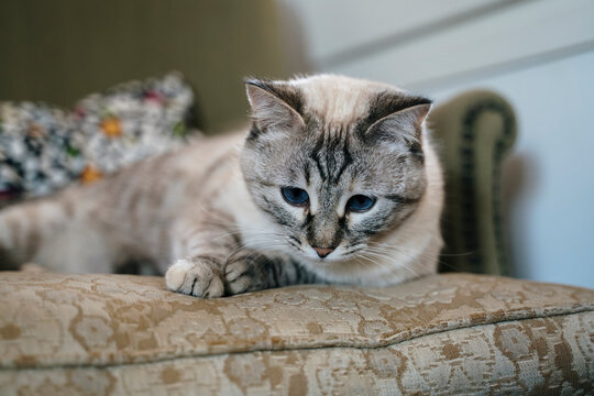 Sleepy cute cat on lying on couch - Powered by Adobe