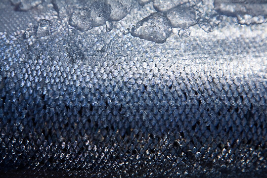 Scales of freshly caught salmon