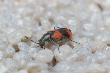 little beetle Anthocomus equestris on the wall